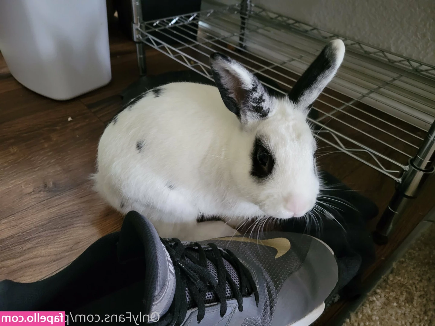 piggynukka - Full Pics & Video Set posted here:: @evvacast ! Subscribe Only