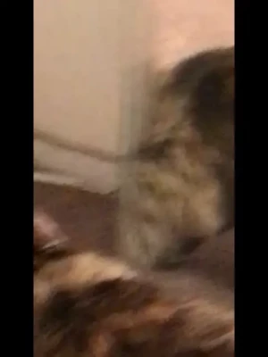 Sofia Addotta [ sofia-addotta ] - Finally back home and about to nod off after a SEVERAL hour delay at