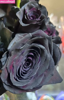 katsiren2 - For the foot lovers