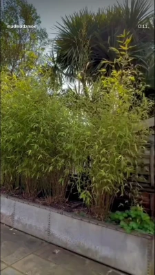 Maddy Moxley [ maddy-moxley ] - The Budapest Affair - part 2  Talia and Cherry meet and the story