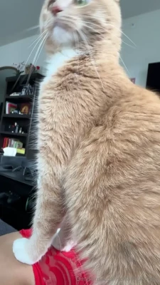 sofiaryuk_free [ sofiaryuk-free ] - Hello my loves. There is a person using the username BOSSMAN. He is